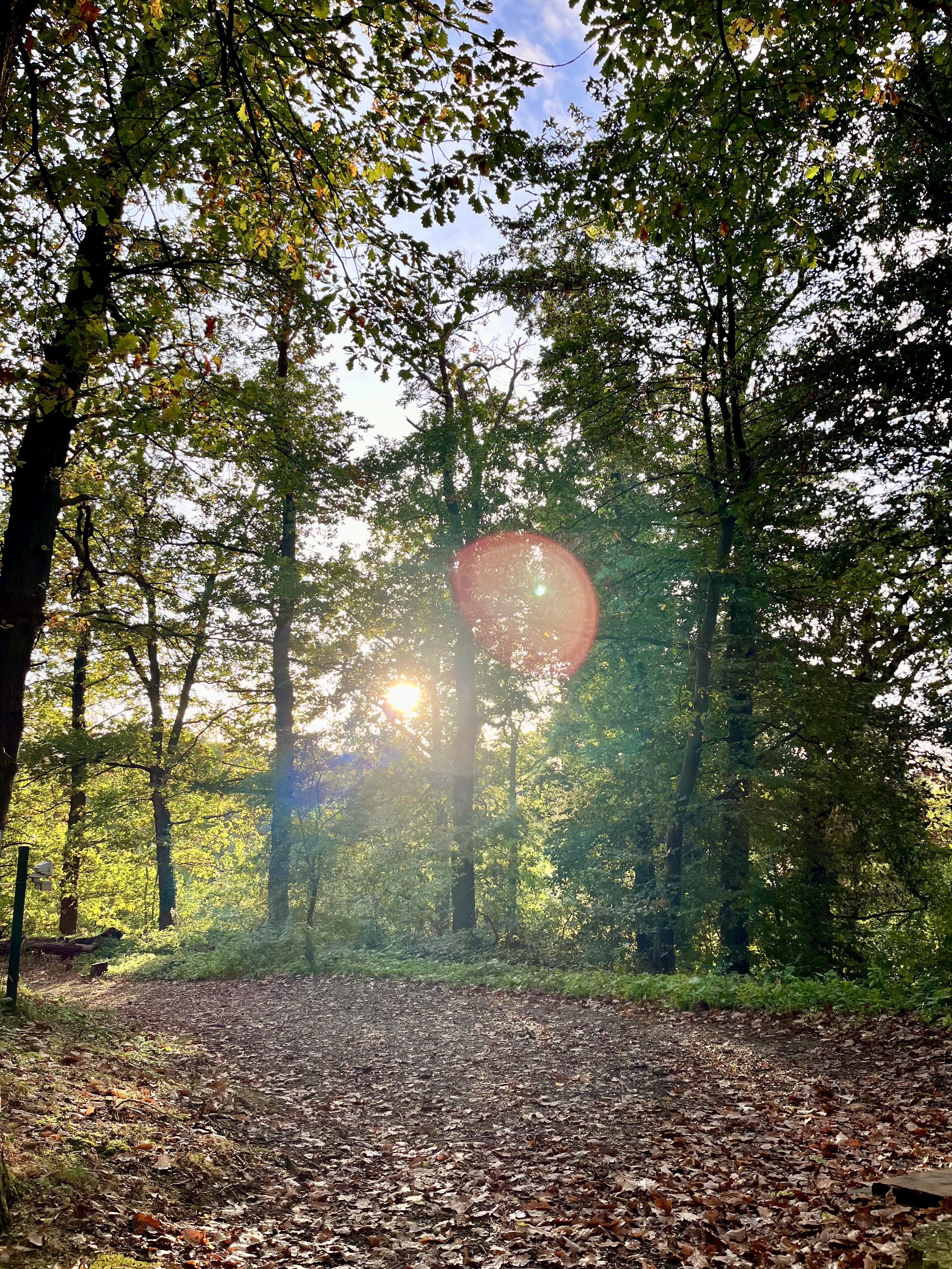 Waldbild Waldbild