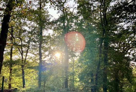 Waldbild Waldbild